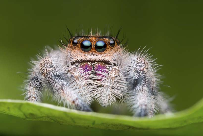 Closeup of a jumping spider