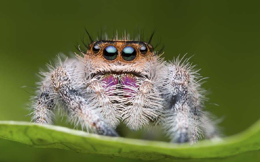 Spiders and their Magical Web