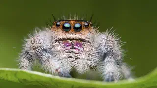 Illustration for Spiders and their Magical Web