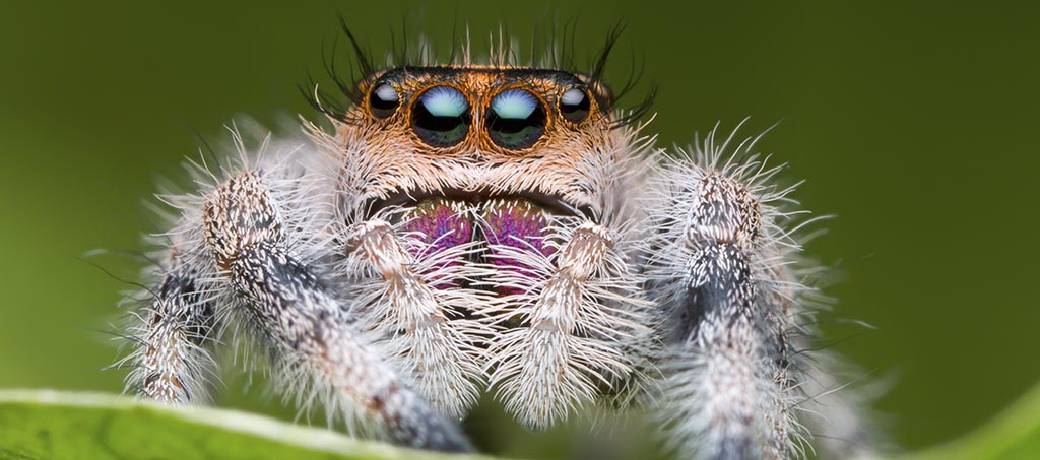 Spiders and their Magical Web
