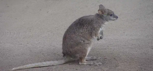 Illustration for What is a Kangaroo Rat?