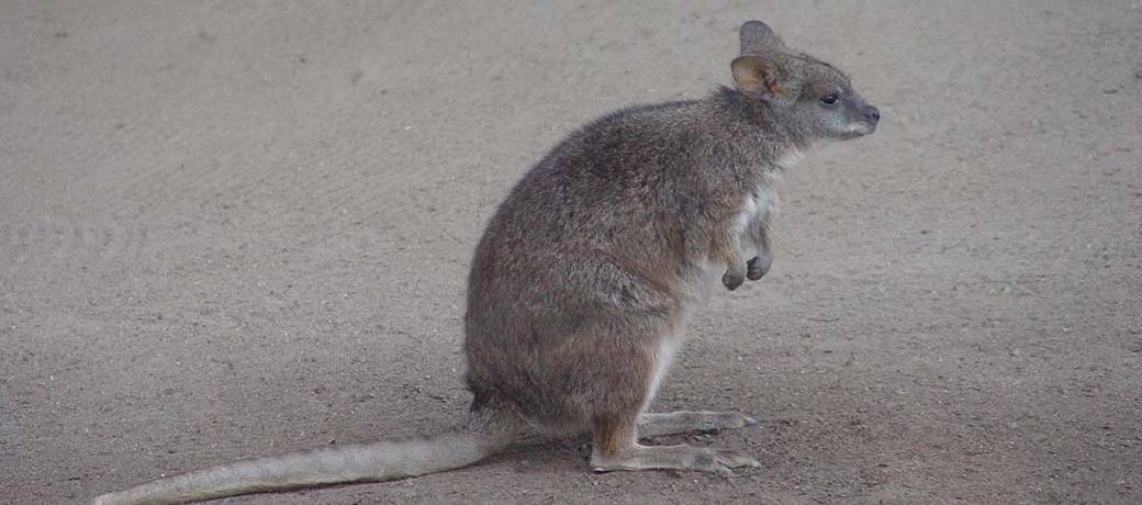 Illustration for What is a Kangaroo Rat?