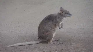 Illustration for What is a Kangaroo Rat?