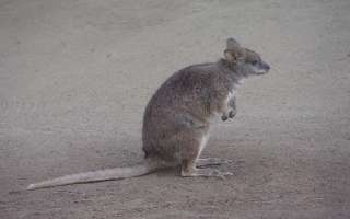 What is a Kangaroo Rat?