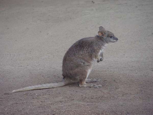 Kangaroo rats, small rodents of genus Dipodomys, are native to western North America.