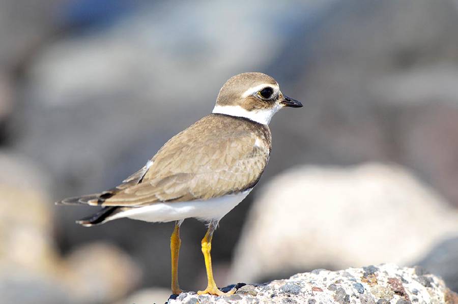 Adult Kentish Plover Water Bird