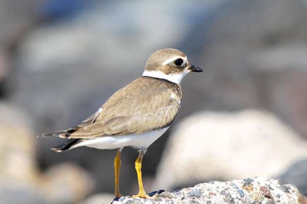 Adult Kentish Plover Water Bird