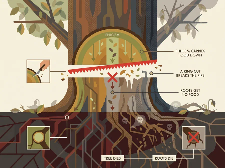 Killing a Tree Softly