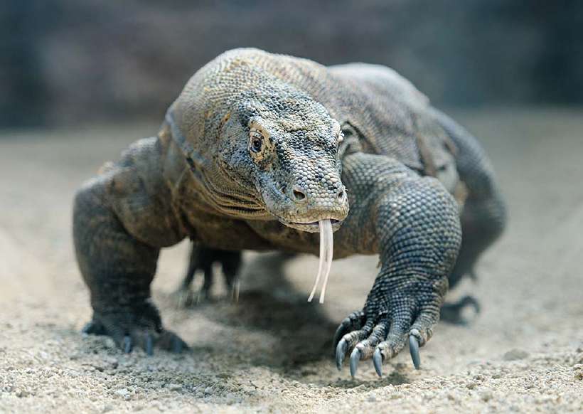 The Komodo dragon (Varanus komodoensis), also known as the Komodo monitor, is the largest living species of lizard, growing to a maximum length of 3 metres (10 ft) in rare cases and weighing up to approximately 70 kilograms (150 lb).