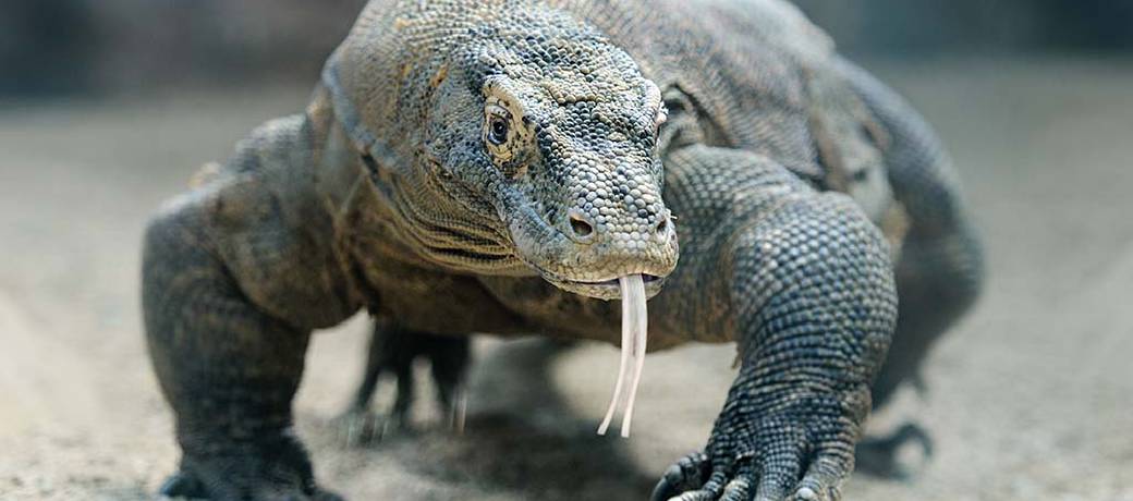 Illustration for What are Komodo Dragons?