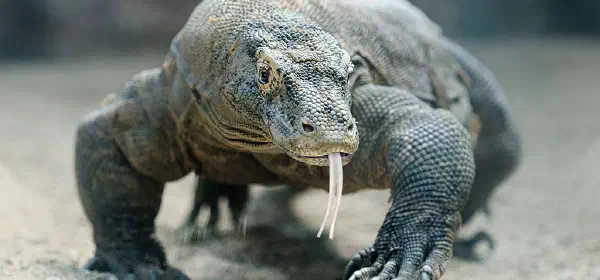 Illustration for What are Komodo Dragons?