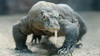 Illustration for What are Komodo Dragons?