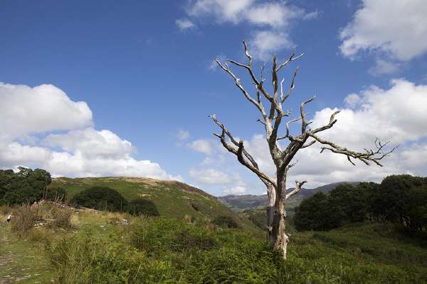 A leafless tree acts as an invisible heater to the grass below.
