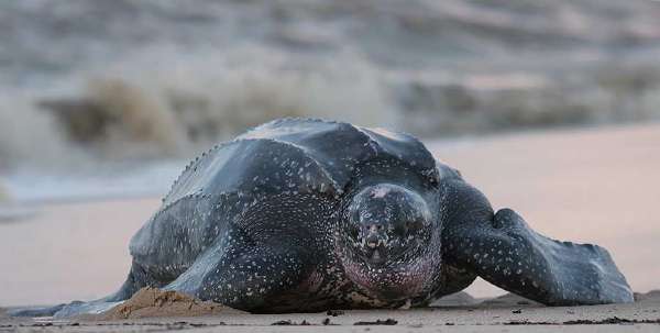 The leatherback sea turtle, sometimes called the lute turtle, is the largest of all living turtles and is the fourth largest reptile
