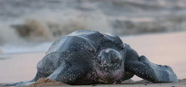 Illustration for Sea Turtles