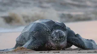 Illustration for Sea Turtles