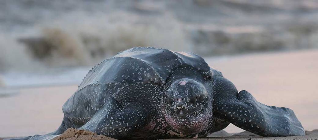 Illustration for Sea Turtles