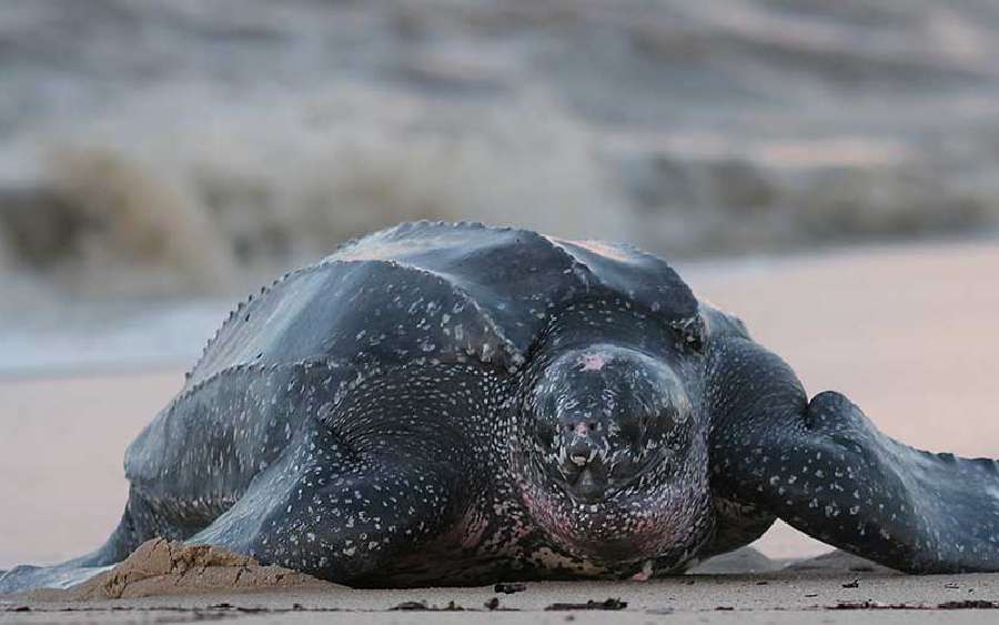 Sea Turtles