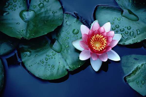 The leaves of a lotus flower repeal water (superhydrophobicity) leading to self-cleaning properties, sometimes called the lotus effect.