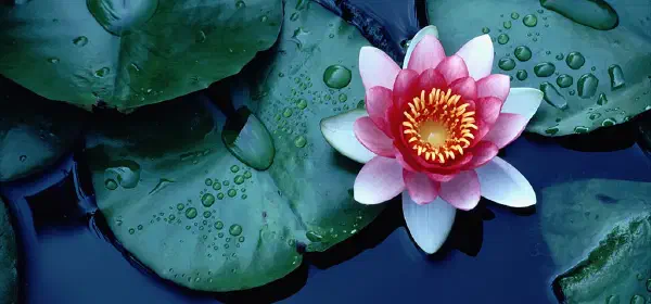 Illustration for How does the Lotus Flower Clean itself?