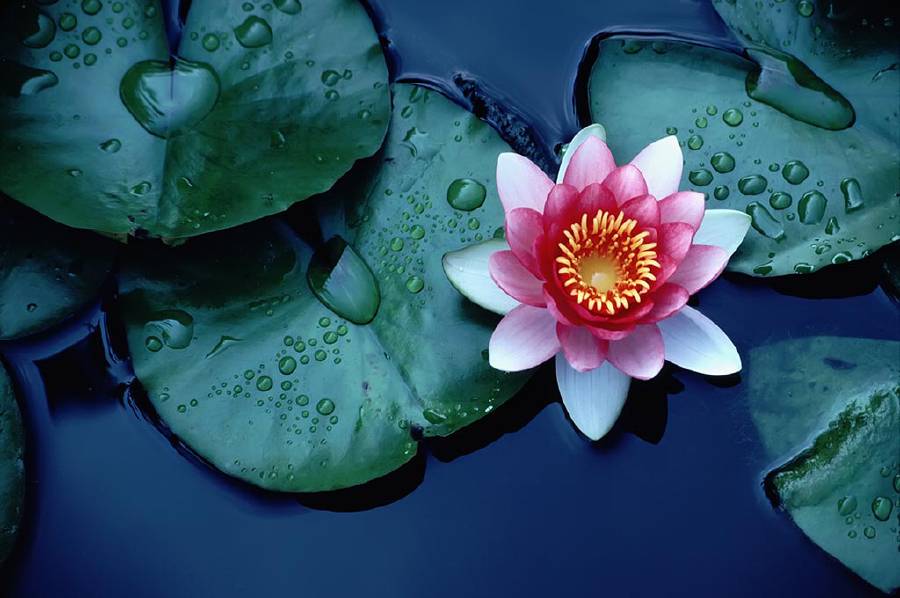 The leaves of a lotus flower repeal water (superhydrophobicity) leading to self-cleaning properties, sometimes called the lotus effect.