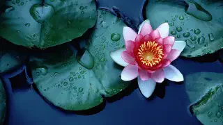 Illustration for How does the Lotus Flower Clean itself?