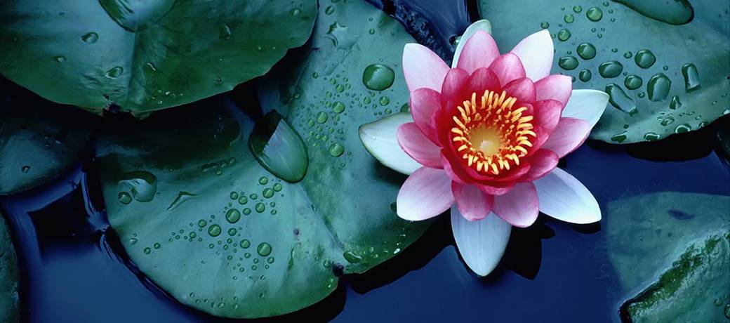 How does the Lotus Flower Clean itself?