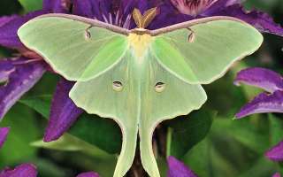 Why are Moths Attracted to Light?