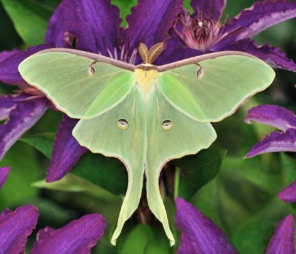 A beautiful Luna Moth (Actias luna) on purple clematis flowers.