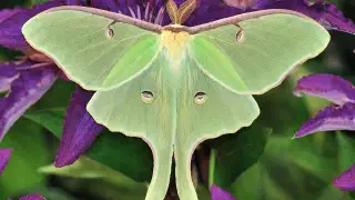 Illustration for Why are Moths Attracted to Light?