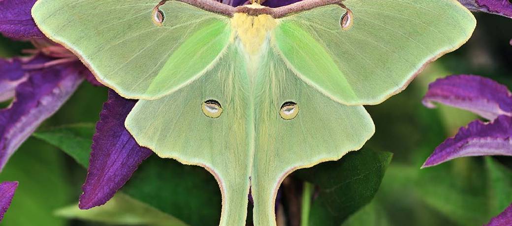 Why are Moths Attracted to Light?