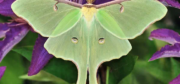Illustration for Why are Moths Attracted to Light?