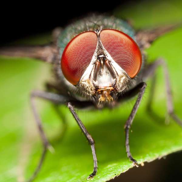 A macro portrait of the compound eye of a fly: Why do flies have compound eyes?