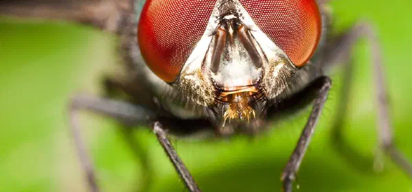 Illustration for Why do Flies have Compound Eyes?