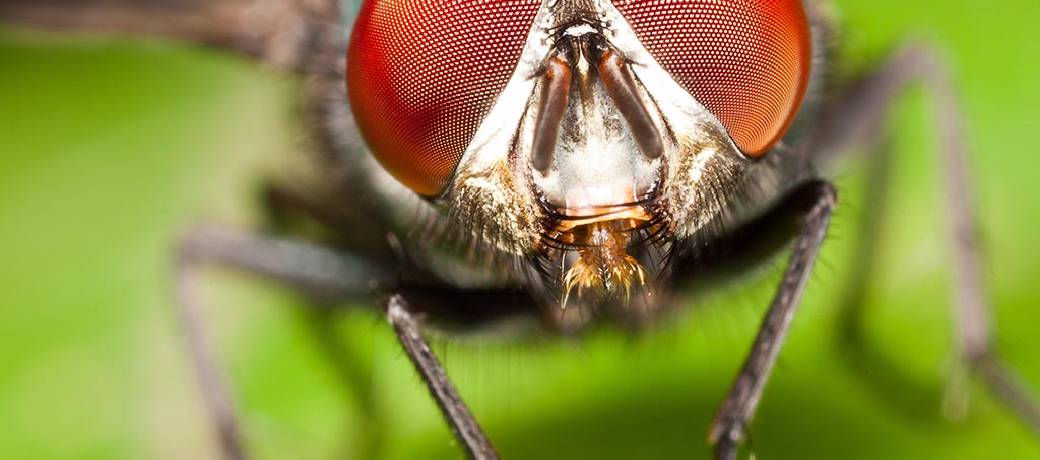 Illustration for Why do Flies have Compound Eyes?