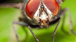 Illustration for Why do Flies have Compound Eyes?