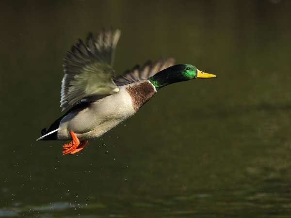 A colorful male mallard (Anas platyrhynchos), eurasian wild duck. The Mallard is a medium-sized waterfowl and is often slightly heavier than most other dabbling ducks.