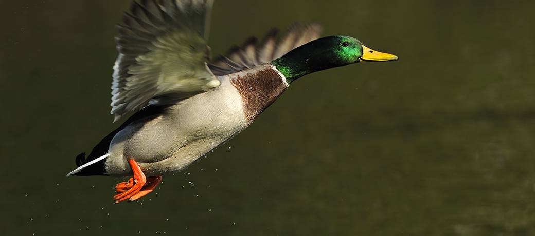 How do Ducks Stay in Water and not Get Wet?