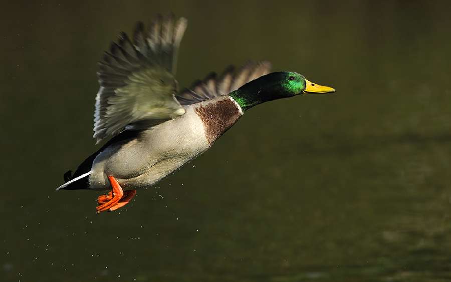 How do Ducks Stay in Water and not Get Wet?
