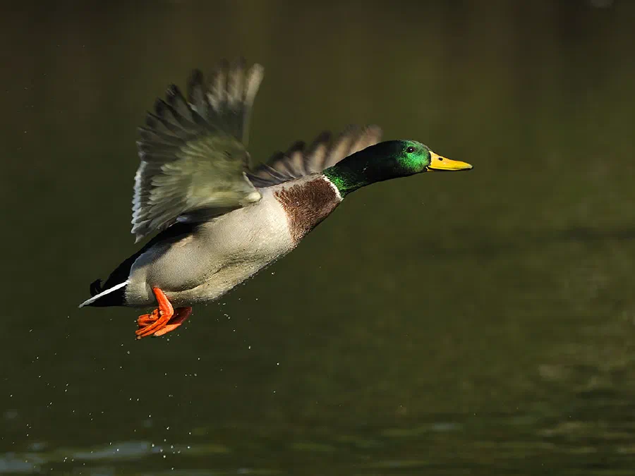 A colorful male mallard (Anas platyrhynchos), eurasian wild duck. The Mallard is a medium-sized waterfowl and is often slightly heavier than most other dabbling ducks.