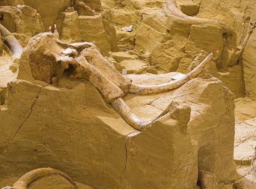 The skull of a Mammoth (Mammuthus columbi) at a dig site in South Dakota, United States.