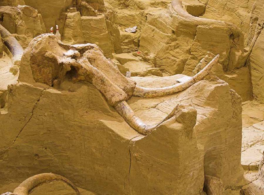 The skull of a Mammoth (Mammuthus columbi) at a dig site in South Dakota, United States.
