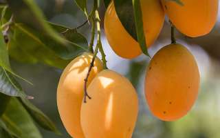 King of Fruits – History of Mango!