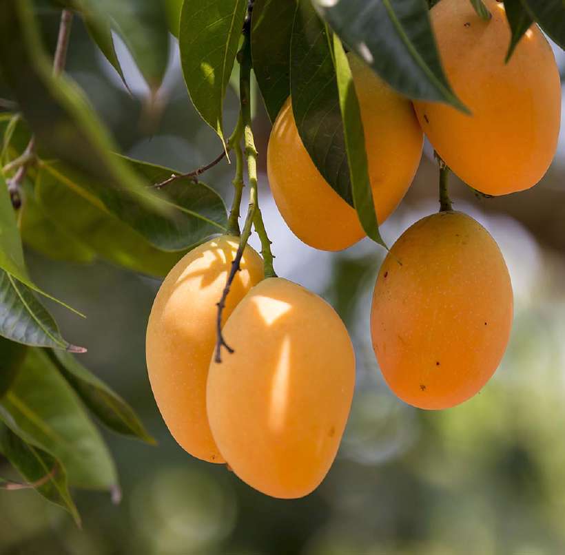 Mango, in its original wild form, came from the forest of Assam in north-east India and Myanmar