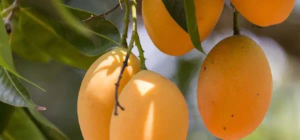 Illustration for King of Fruits – History of Mango!