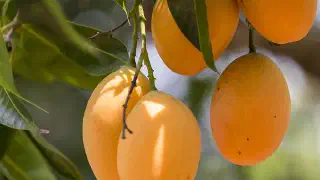 Illustration for King of Fruits – History of Mango!