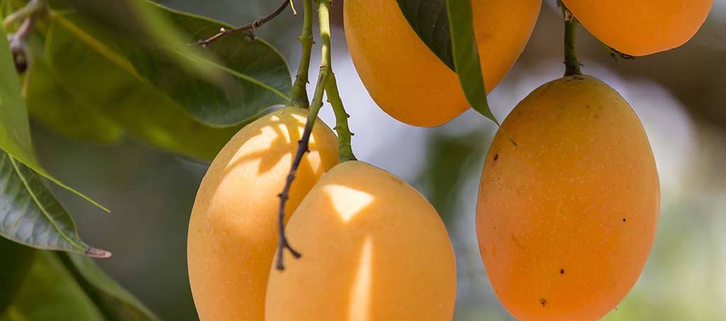 King of Fruits – History of Mango!