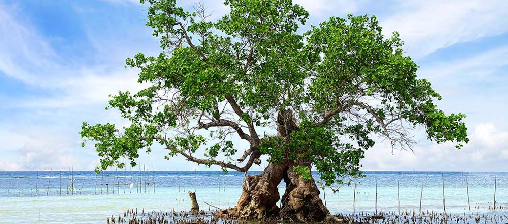 Illustration for The Importance of the Mangrove Forest