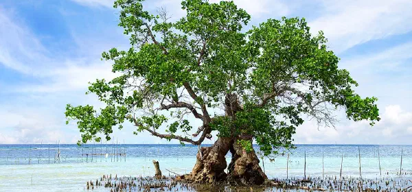 Illustration for The Importance of the Mangrove Forest