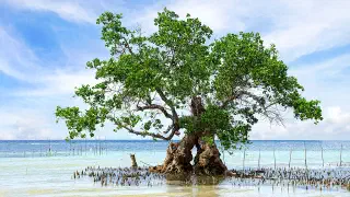 Illustration for The Importance of the Mangrove Forest
